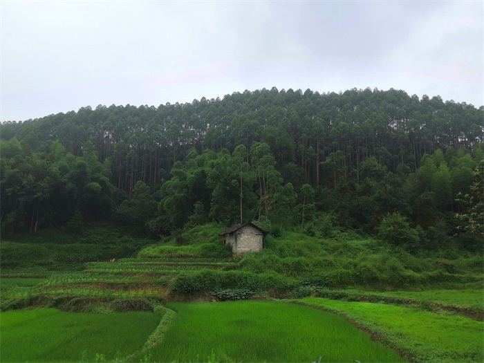 1592290472447194.jpg 1.jpg